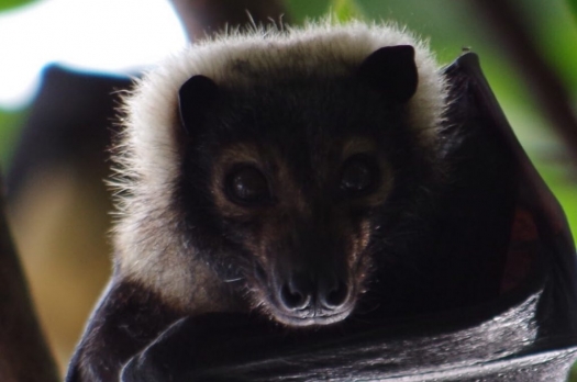 cairns_bat_face